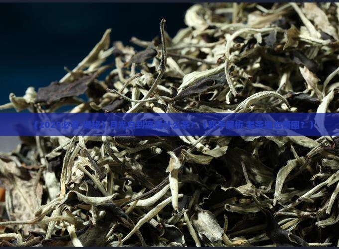 月光白是什么茶