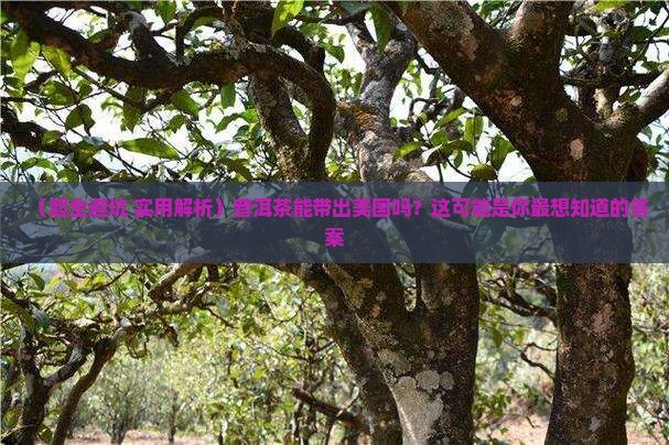 普洱茶可以带出美国吗