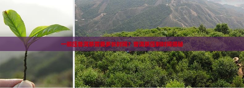 压普洱茶一般压多久好