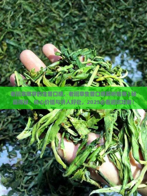 老班章嫩芽的生普口感