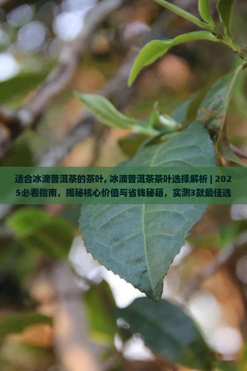 适合冰滴普洱茶的茶叶