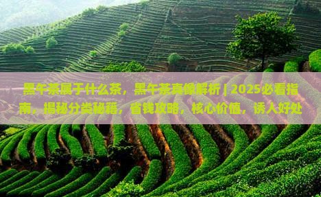 黑午茶属于什么茶