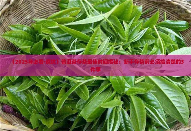 普洱茶什么时候存茶合适
