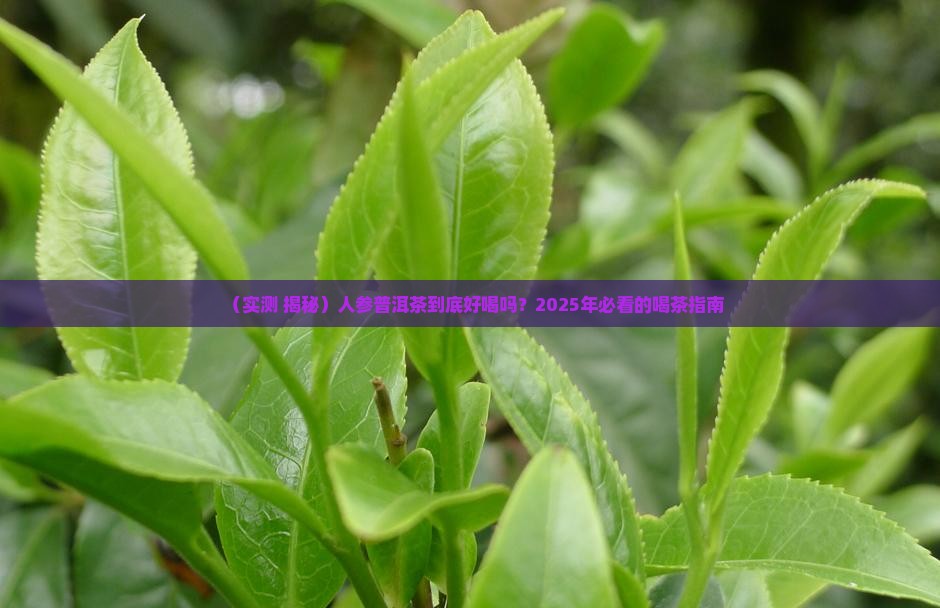 人参普洱茶好喝吗