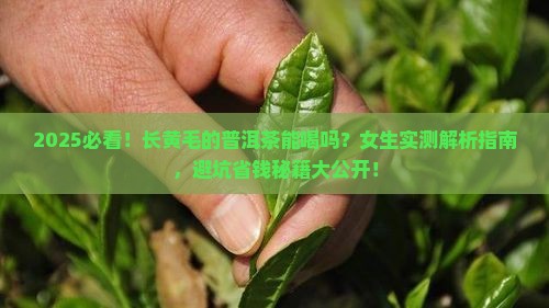 长黄毛的普洱茶能喝吗女生