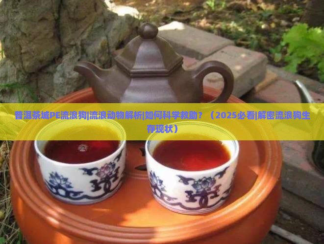 普洱茶城PE流浪狗