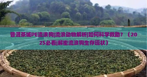 普洱茶城PE流浪狗
