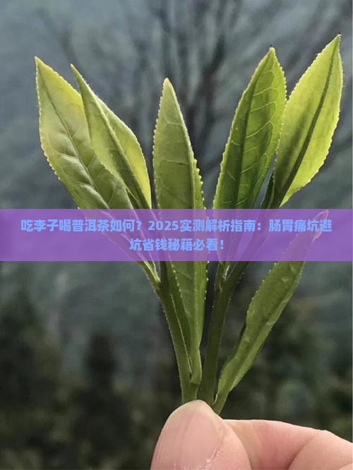 吃李子喝普洱茶如何