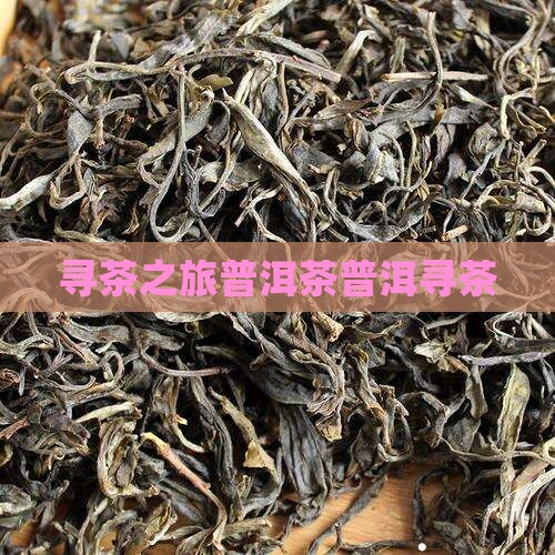 寻茶之旅普洱茶叶