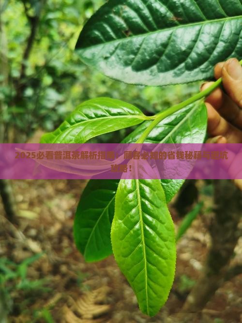 怎么跟顾客讲解普洱茶的问题