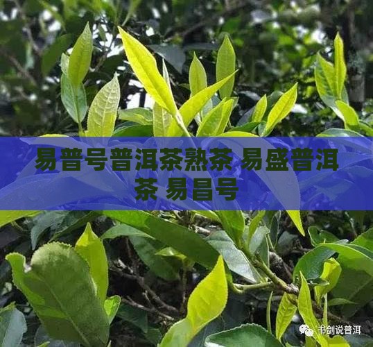 易普号普洱茶熟茶
