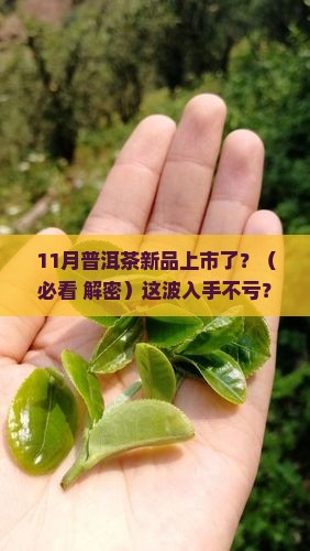 11月普洱茶新品