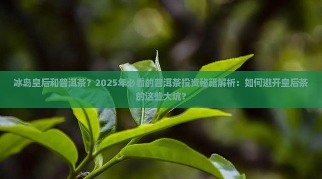 冰岛皇后和普洱茶