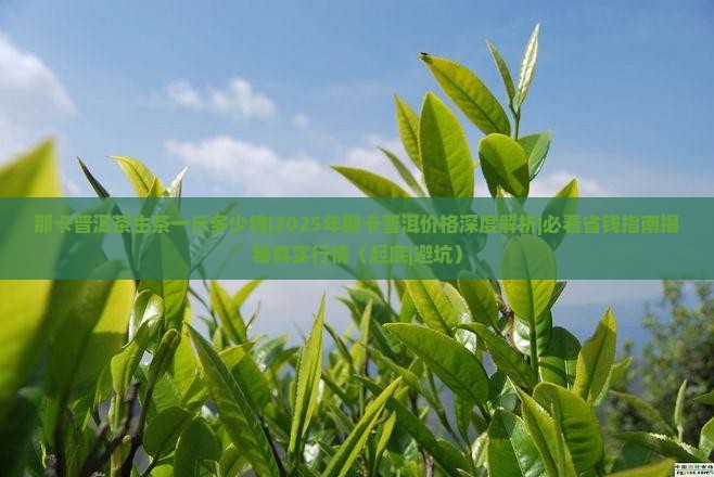 那卡普洱茶生茶一斤多少钱