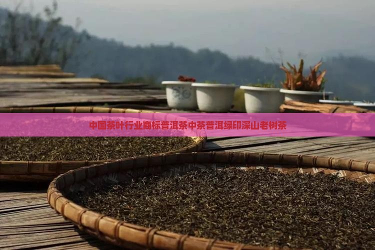 中茶绿印牌深山老树茶