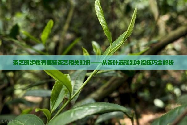 茶艺的步骤有哪些茶艺相关知识
