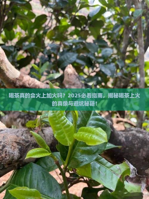 喝茶会上火吗喝茶上火原因