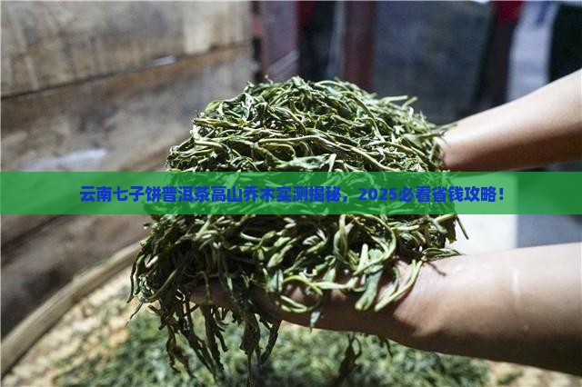 云南七子饼普洱茶高山乔木