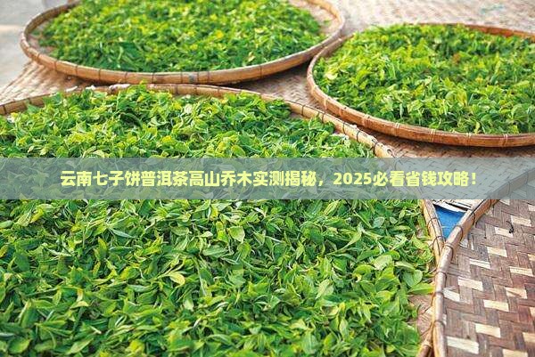 云南七子饼普洱茶高山乔木
