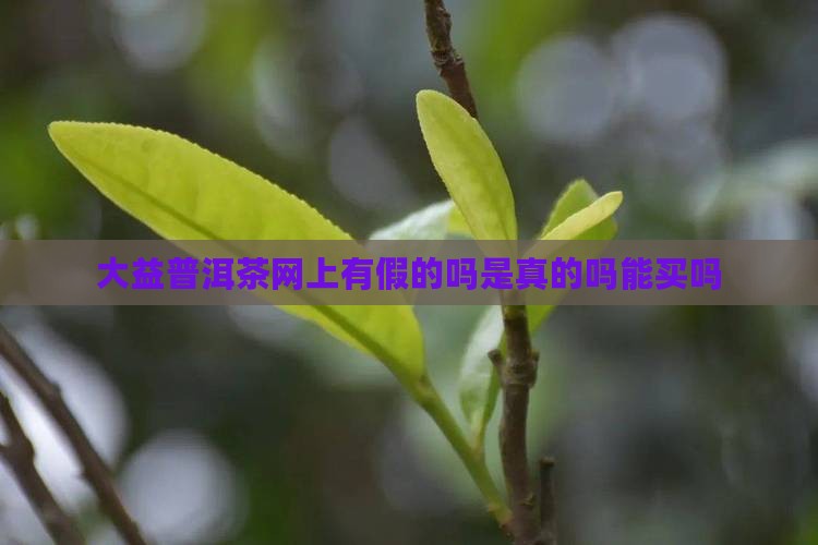 大益普洱茶网上有假的吗
