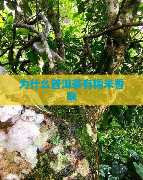 为什么普洱茶有糯米香味