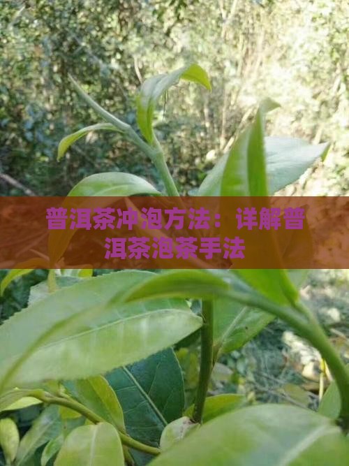 买普洱茶泡茶手法