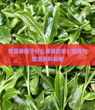 普洱茶属于什么品级的茶