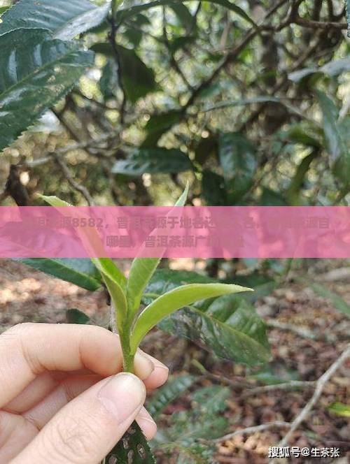普洱茶源8582