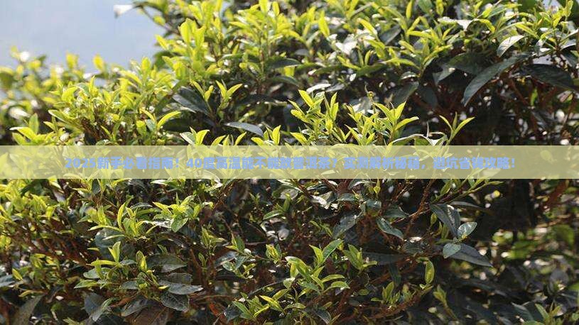 40度能不能存放普洱茶 40度能不能存放普洱茶