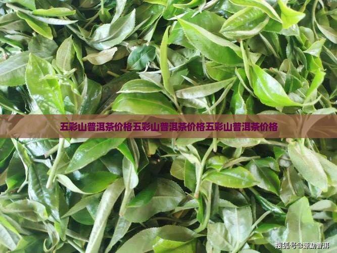 五彩山普洱茶价格