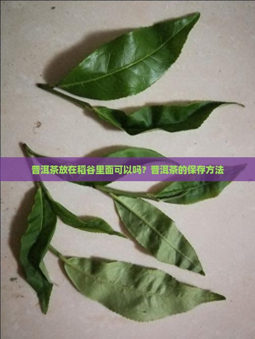 普洱茶放在稻谷里面可以吗