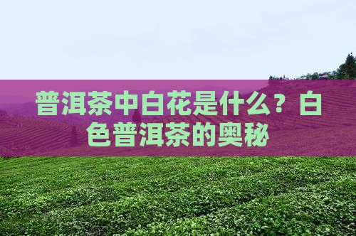 普洱茶中白花是什么