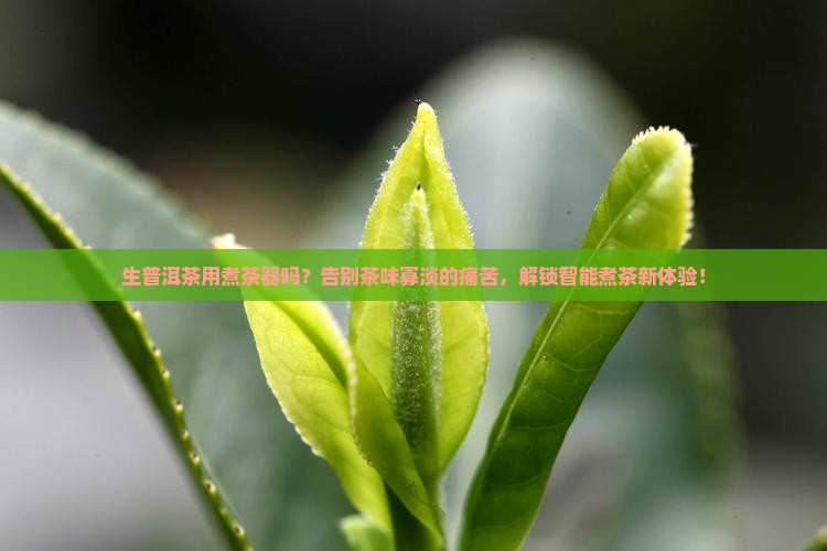 生普洱茶用煮茶器吗