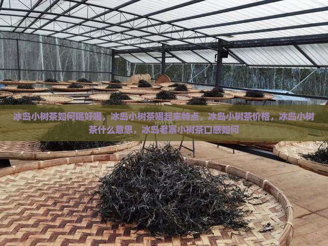 冰岛小树茶如何喝