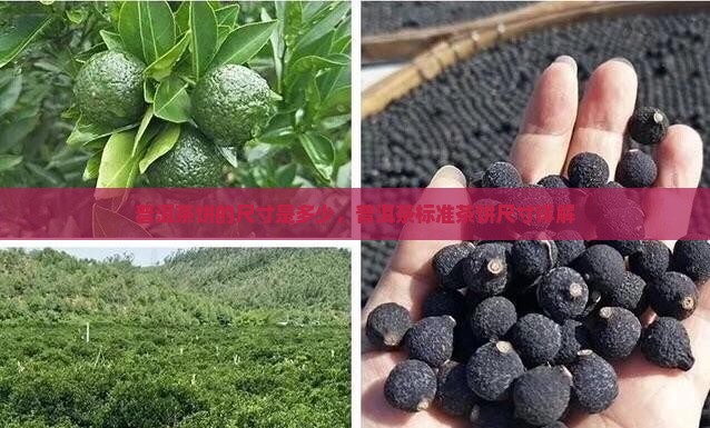 普洱茶一饼的尺寸是多少