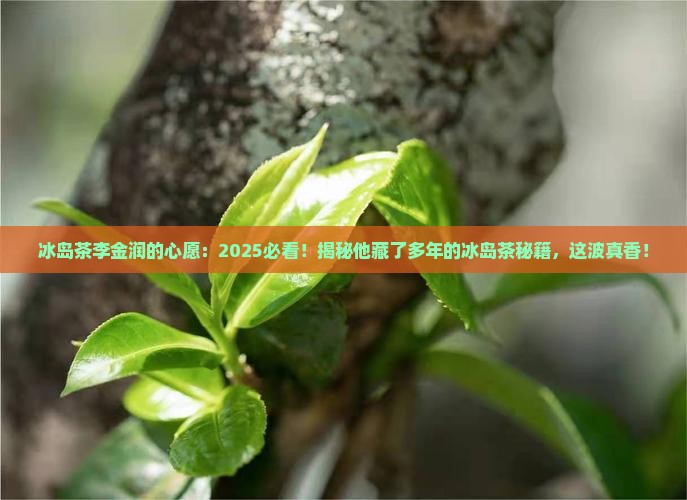 冰岛茶李金润的心愿