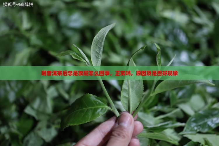 喝普洱茶后总是放屁