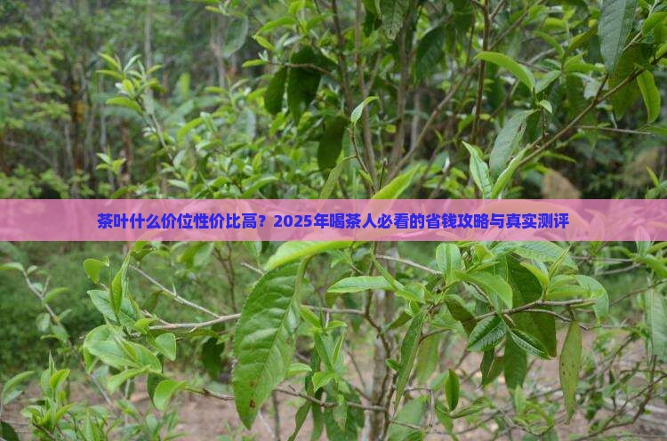 茶叶什么价位性价比高