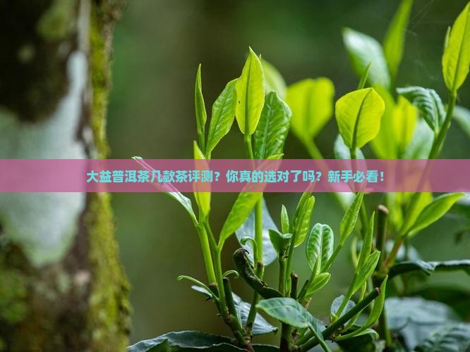 大益普洱茶几款茶评测