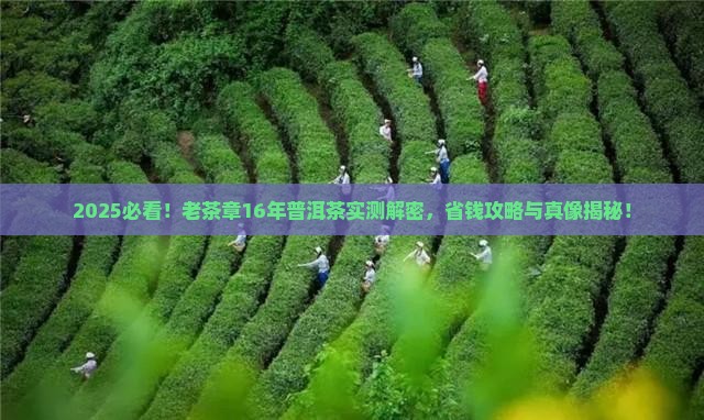 老茶章16年普洱茶