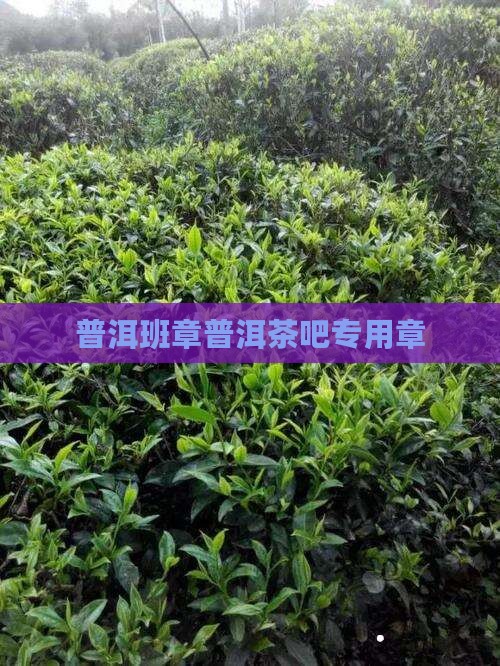 普洱茶吧专用章