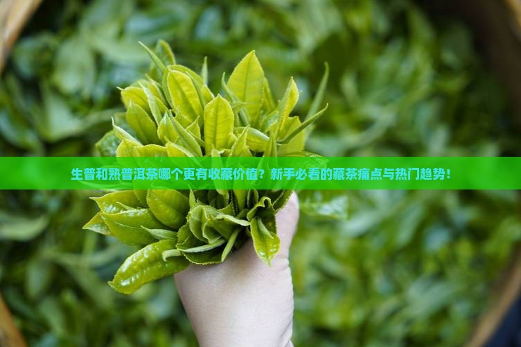 生普和熟普洱茶购买藏价值