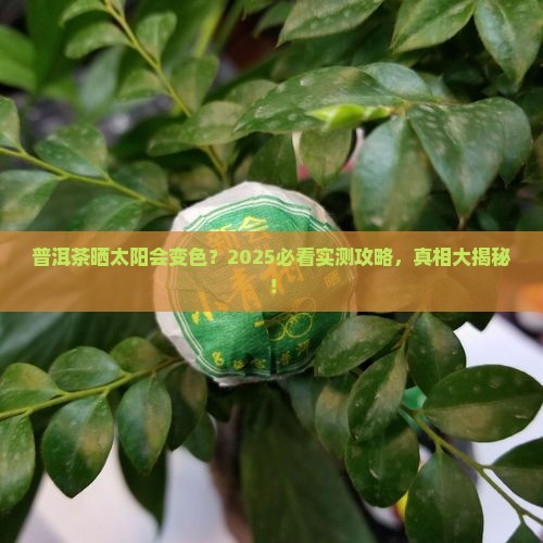 普洱茶可以晒吗为什么会变色
