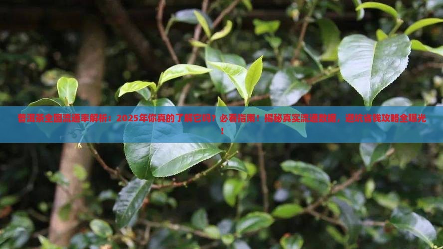 普洱茶全国流通率