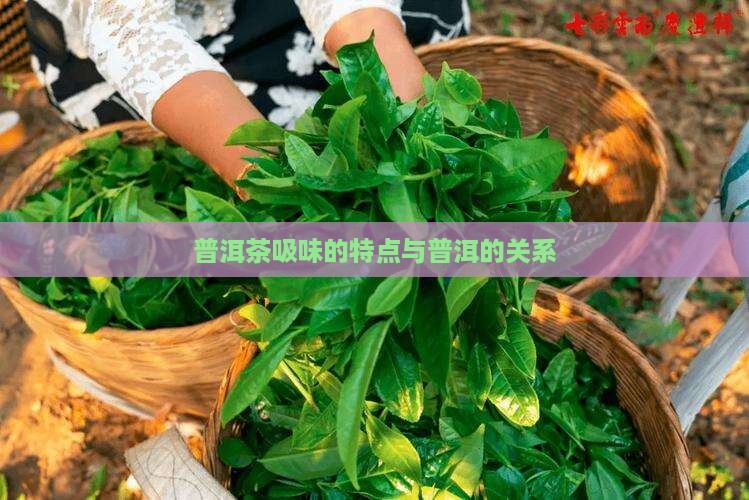 普洱茶吸味有什么特点