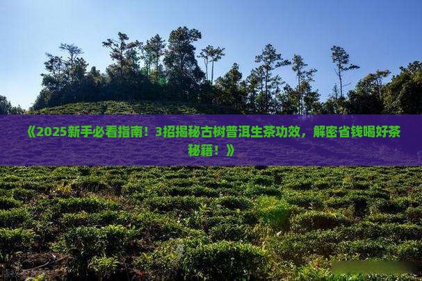 古树普洱茶生茶功用
