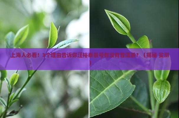 上海汪裕泰茶号有普洱茶吗