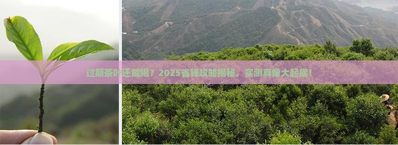 过期了的茶叶还能喝吗