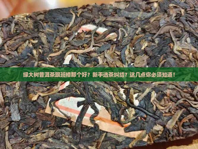 绿大树普洱茶跟班樟那个好