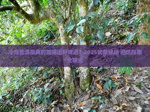 普洱茶冷泡试茶